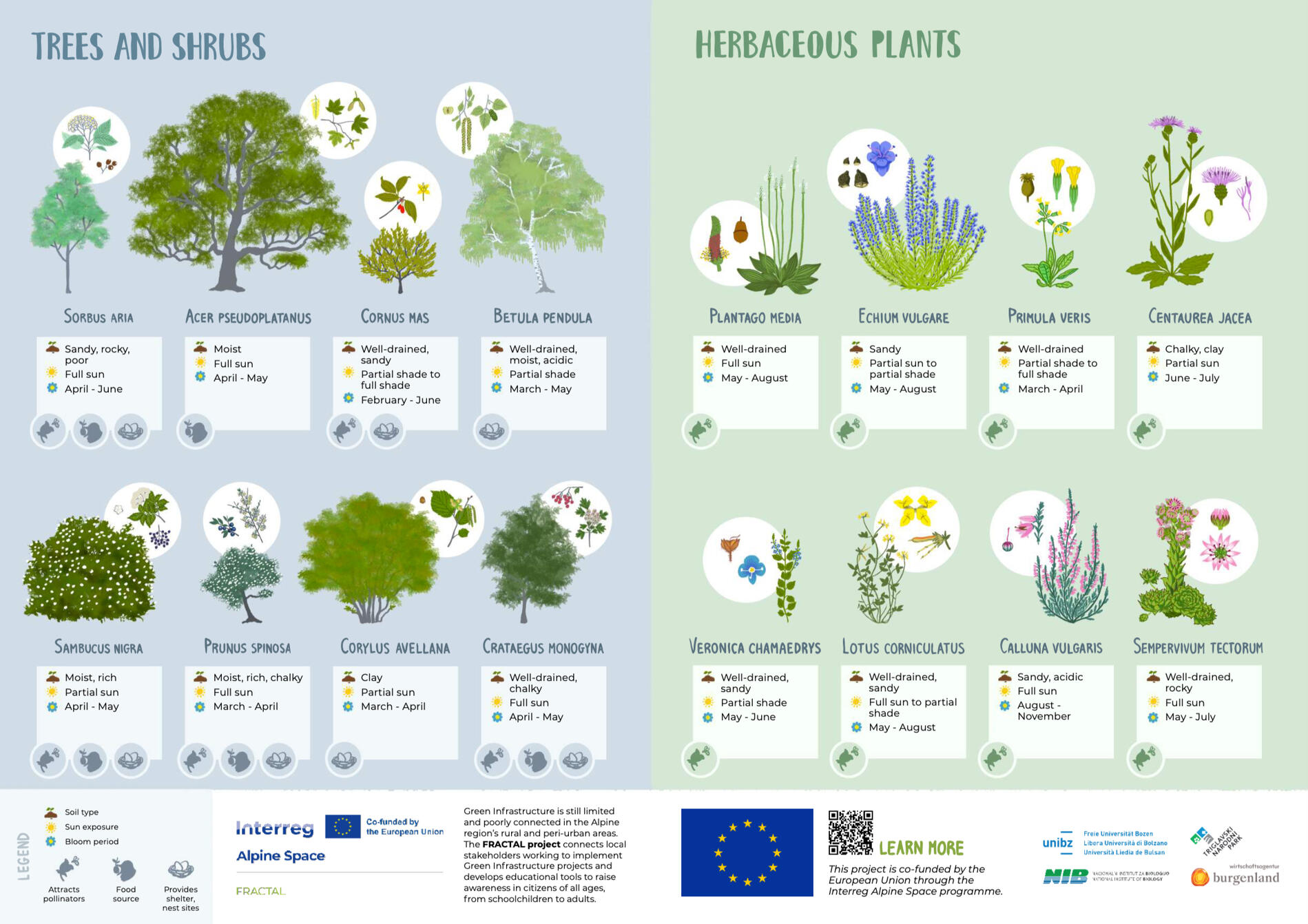 IT-EN Translation: Pollinator Friendly Plant Guide, Drius & Silveri, Interreg Alpine Space Programme FRACTAL Project Making habitat aware choices accessible for all